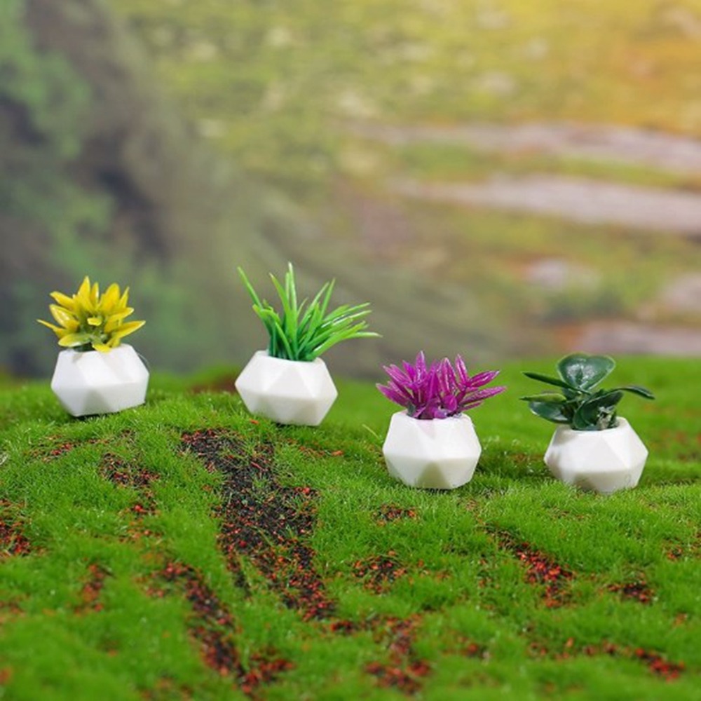 Plante Miniature en Pot pour m - Bonsai Garden China avis et prix